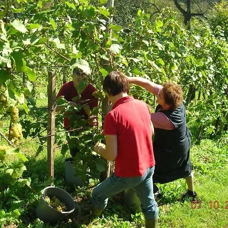 Vakantiehuis In The Vineyard The Vineyard