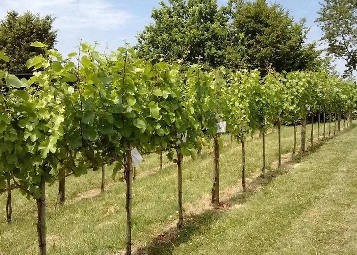 In The Vineyard The Vineyard *