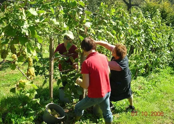 Dom wakacyjny In The Vineyard The Vineyard